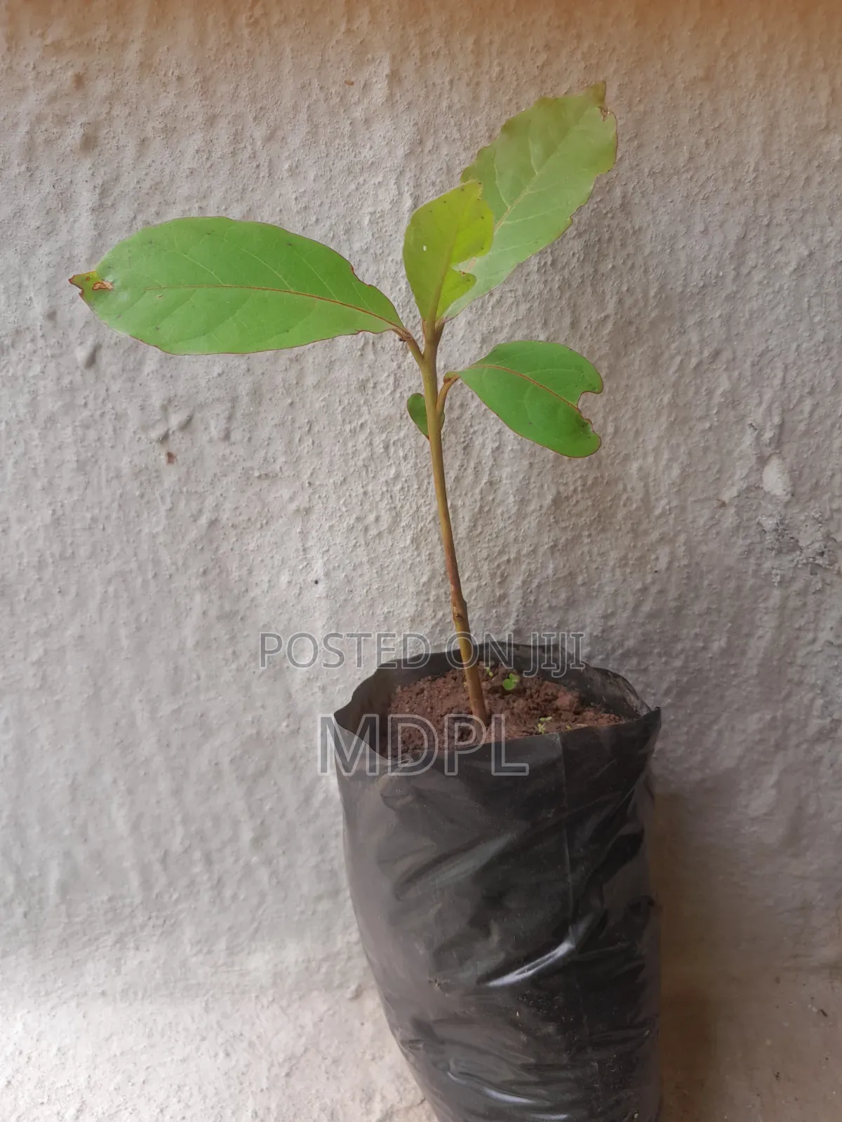Almond Fruit Seedlings