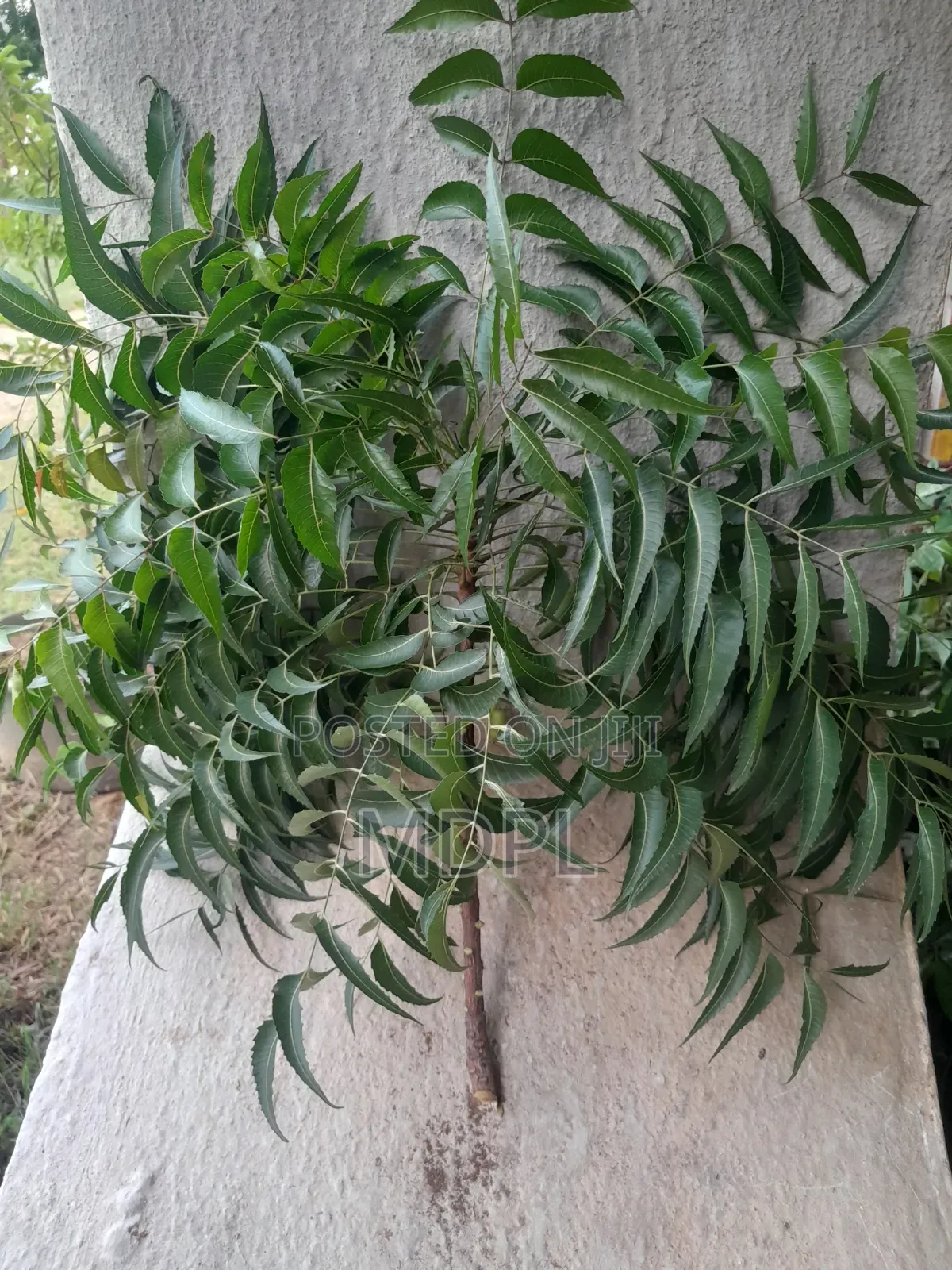 Fresh Neem Leaves