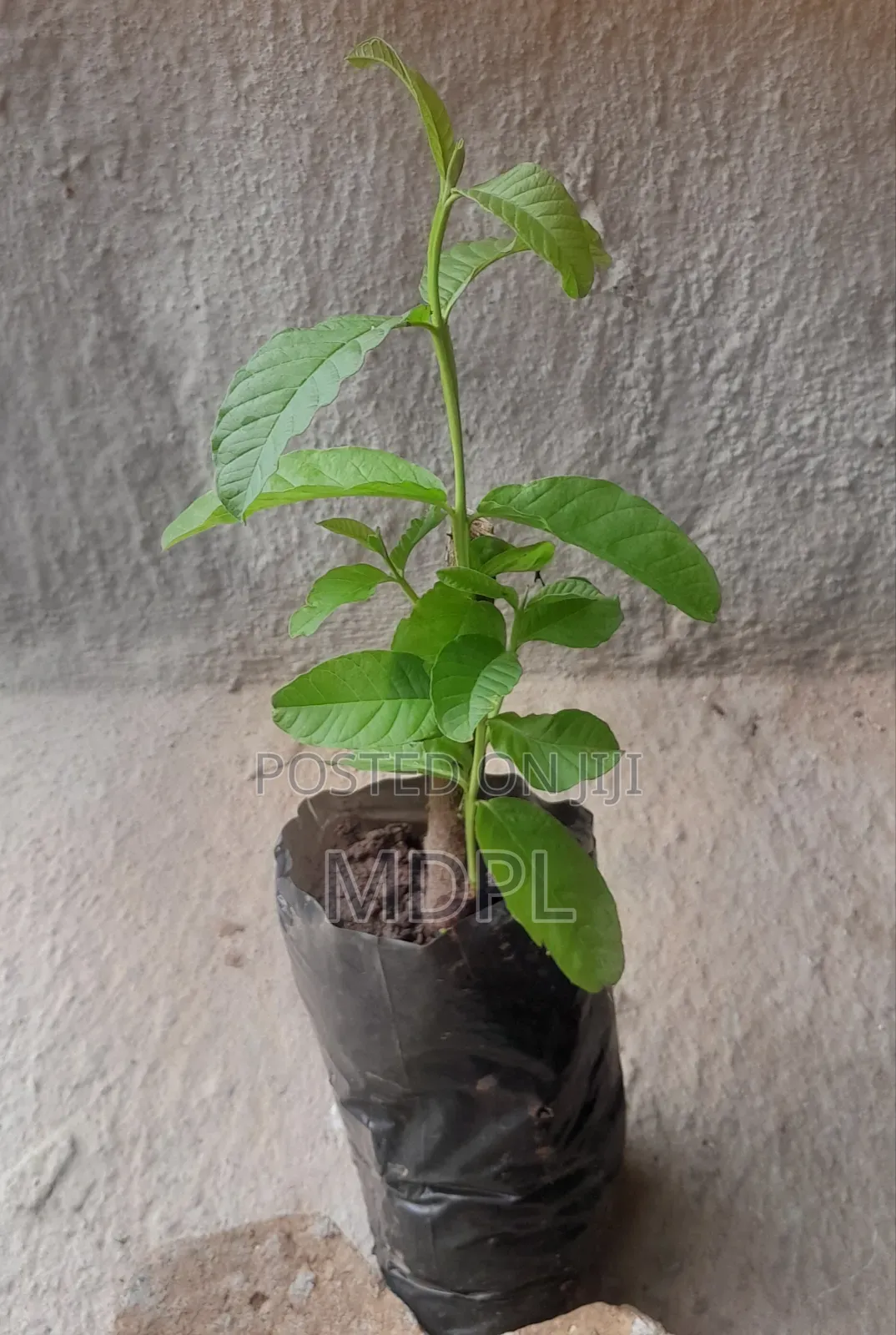 Guava Seedlings