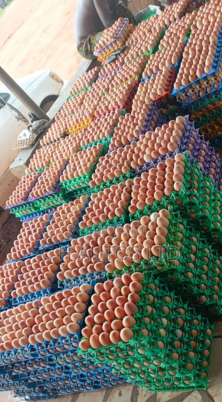 at Just Egg We Deliver Fresh Eggs From the Farm at the Farm Price
