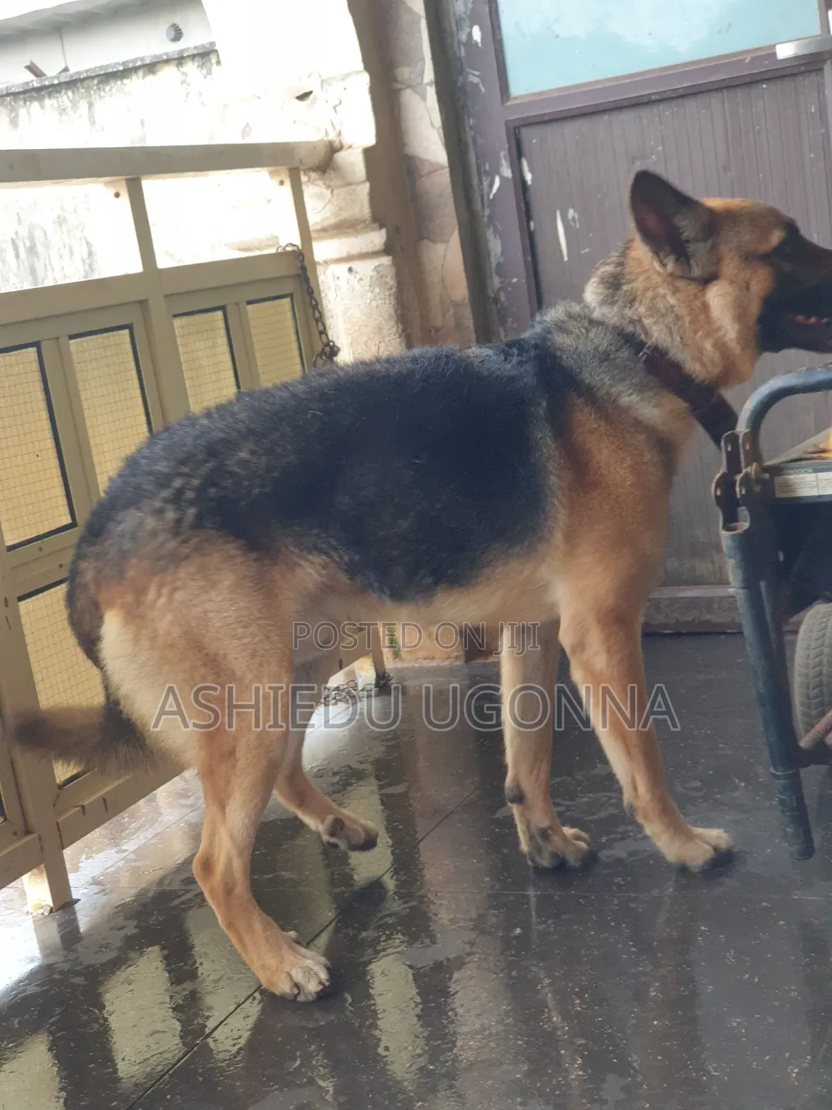 6-12 months Male Purebred German Shepherd