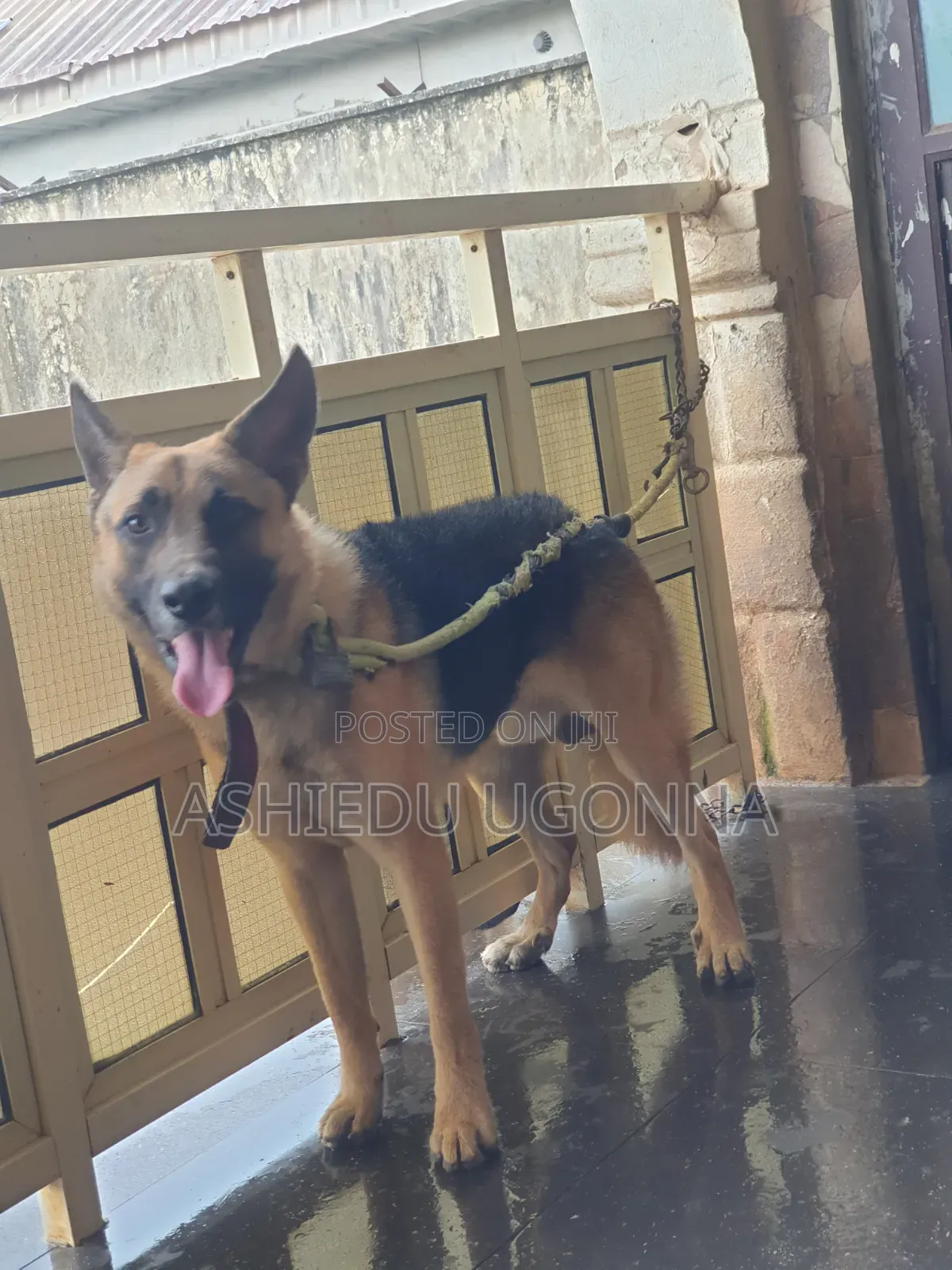 6-12 months Male Purebred German Shepherd