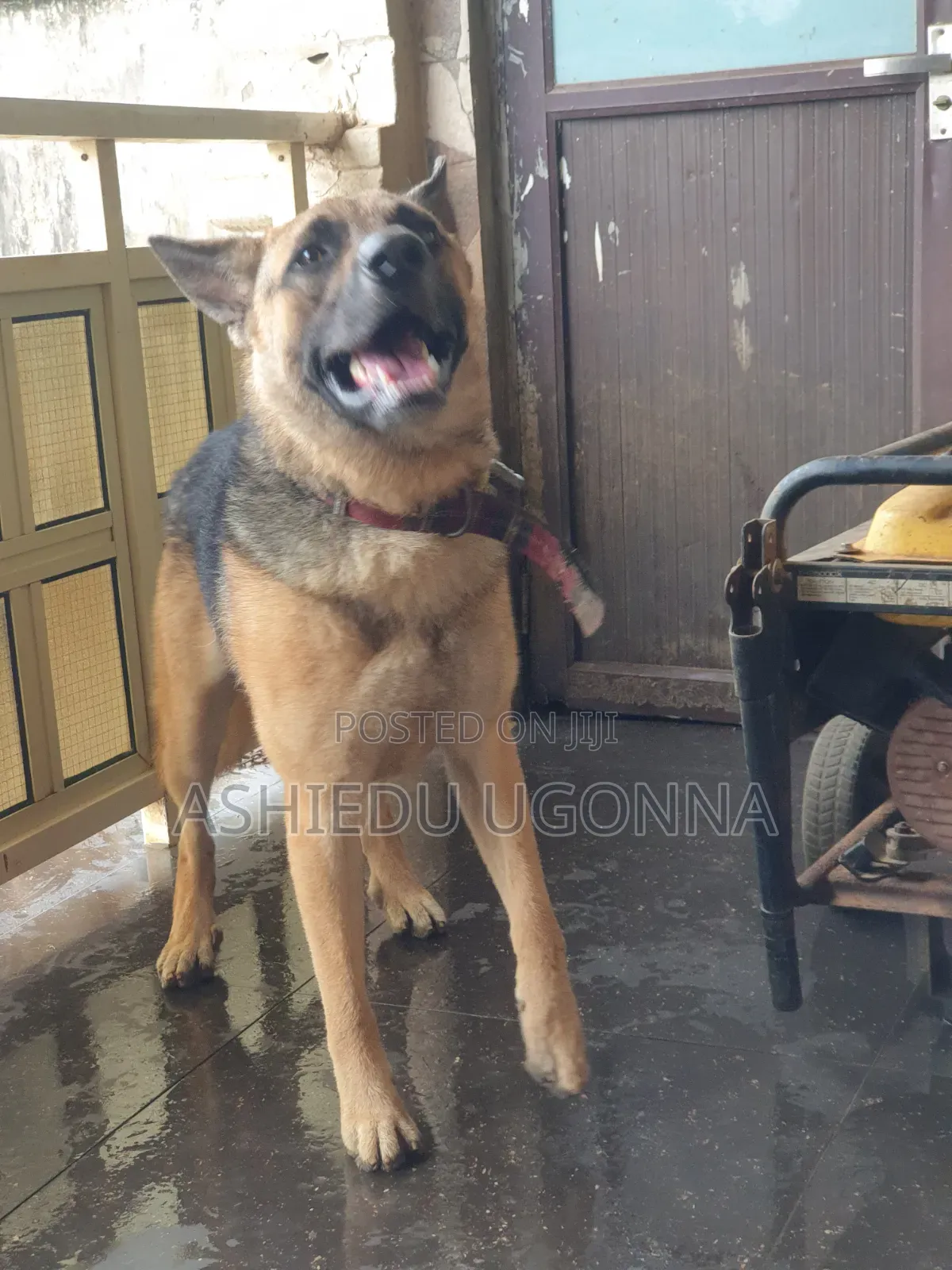 6-12 months Male Purebred German Shepherd