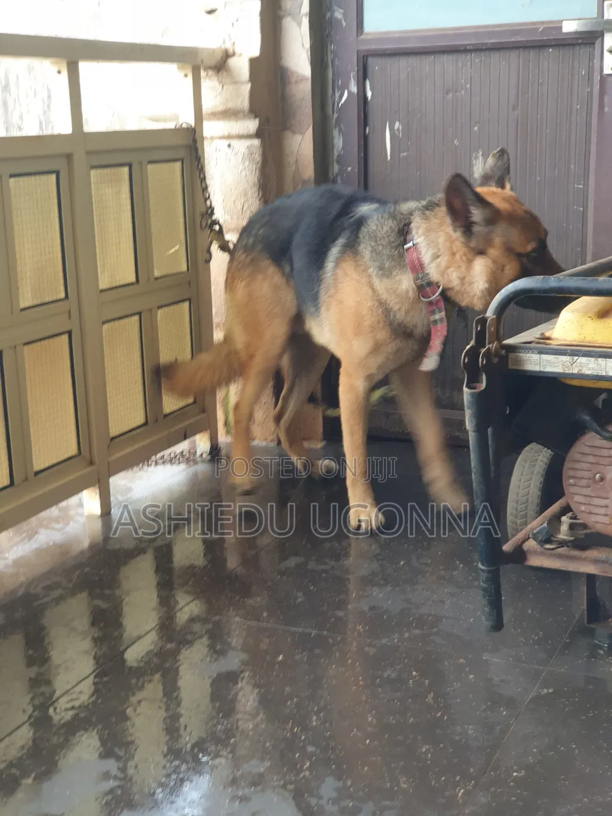 6-12 months Male Purebred German Shepherd
