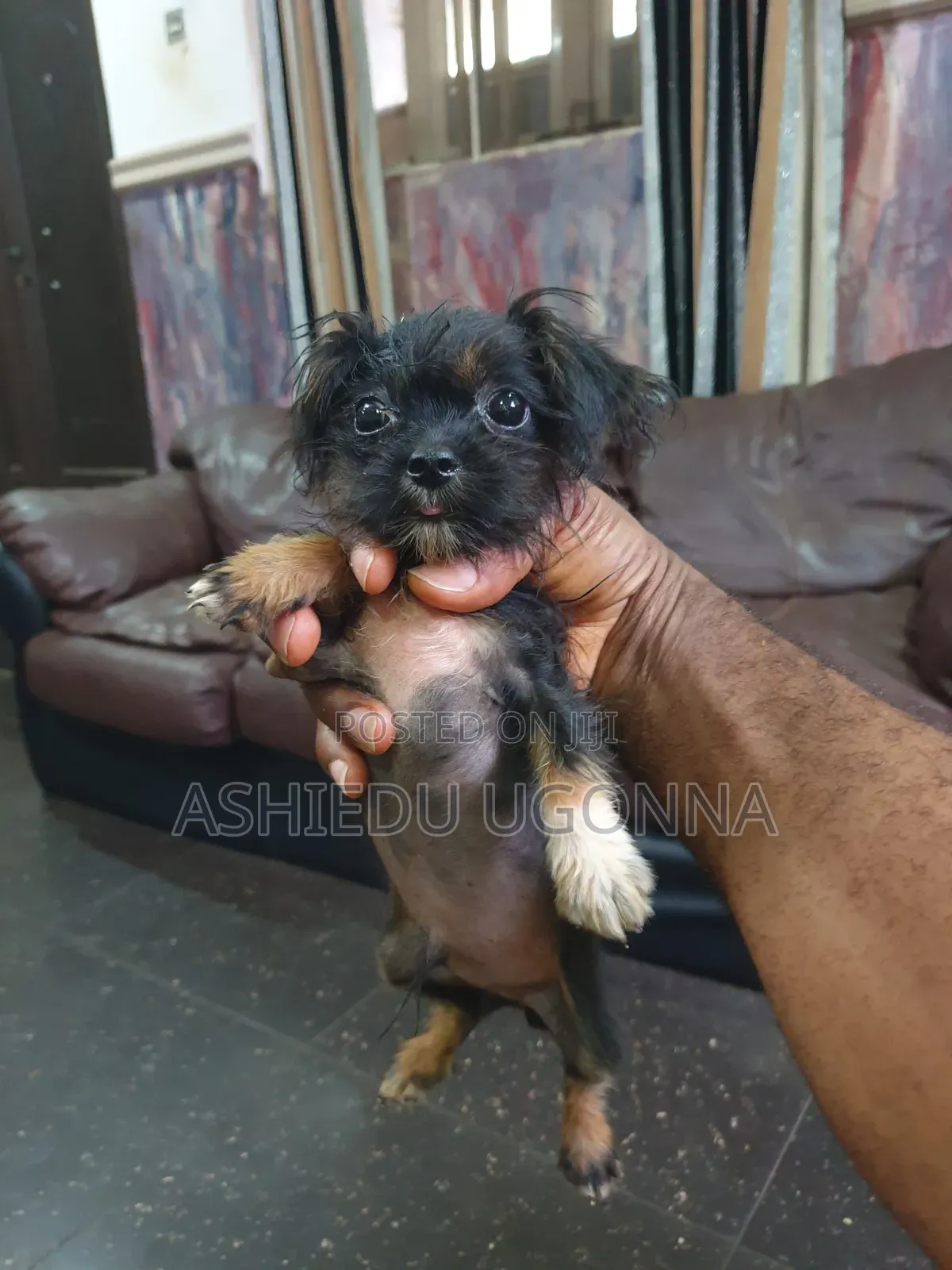 3-6 months Male Purebred Lhasa Apso