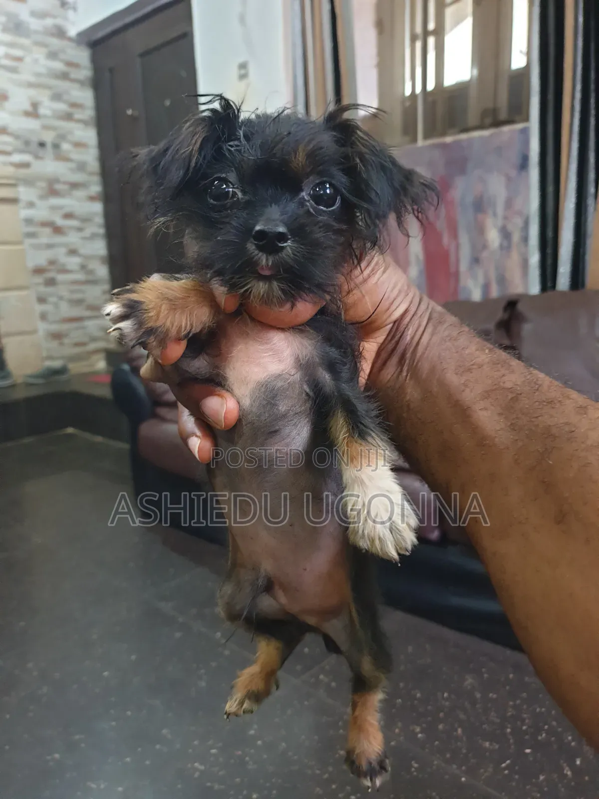 3-6 months Male Purebred Lhasa Apso