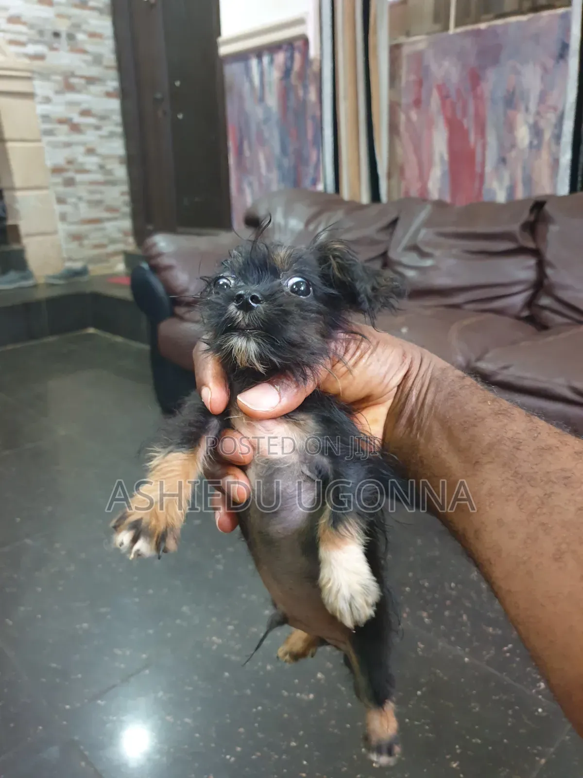 3-6 months Male Purebred Lhasa Apso
