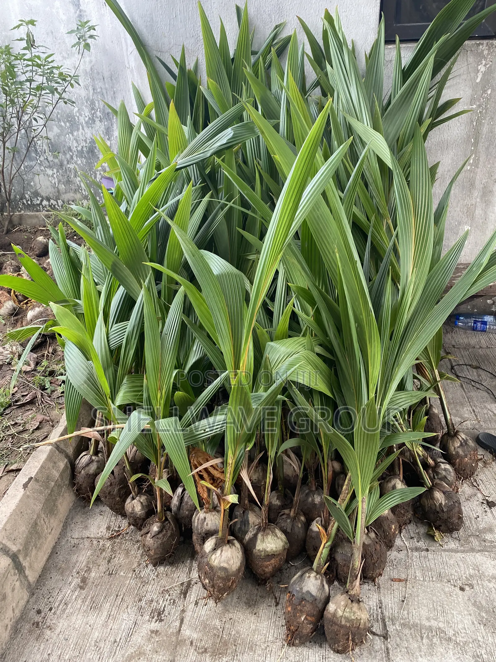 Ghana Coconut Seedlings