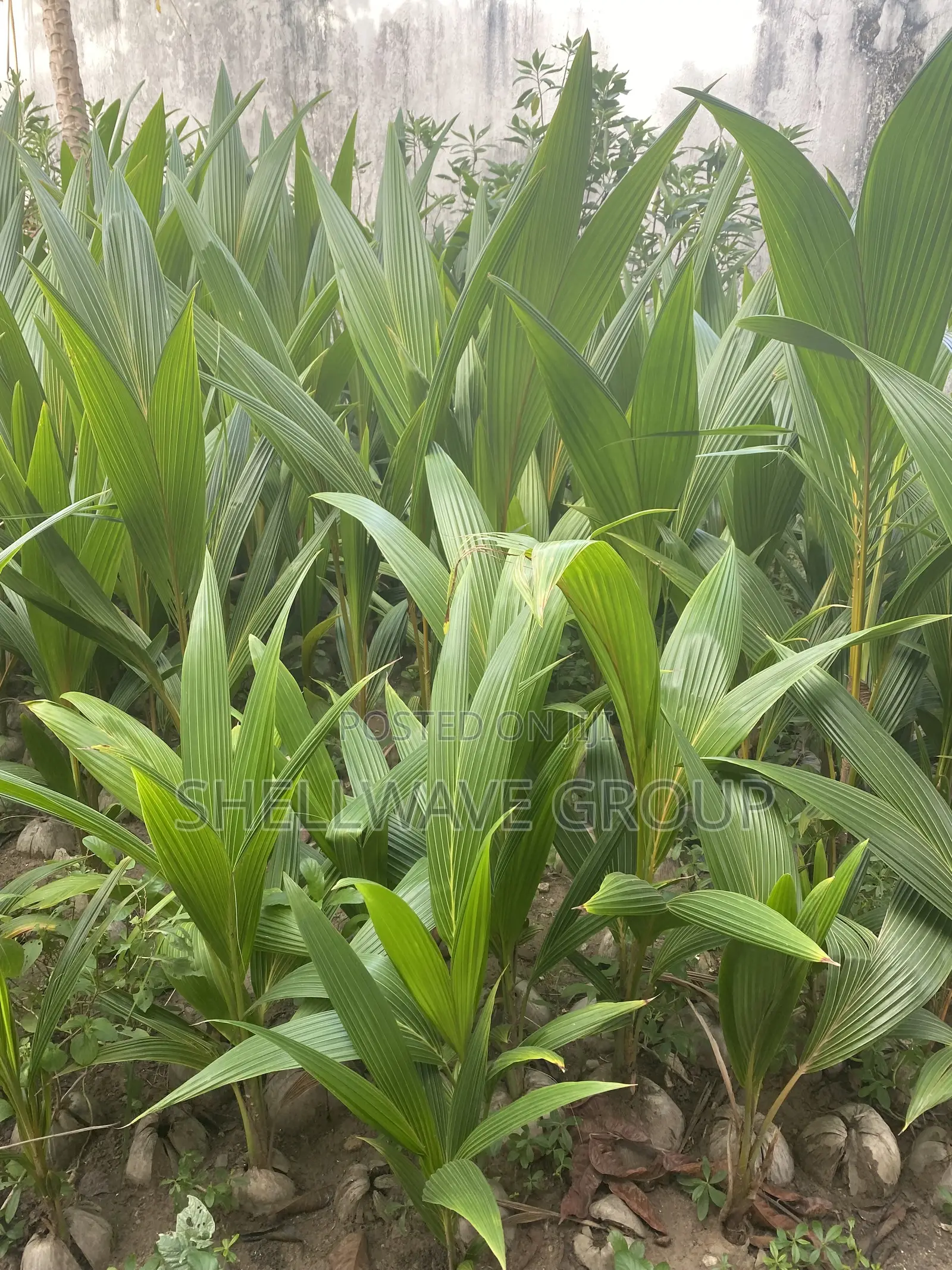 Ghana Coconut Seedlings