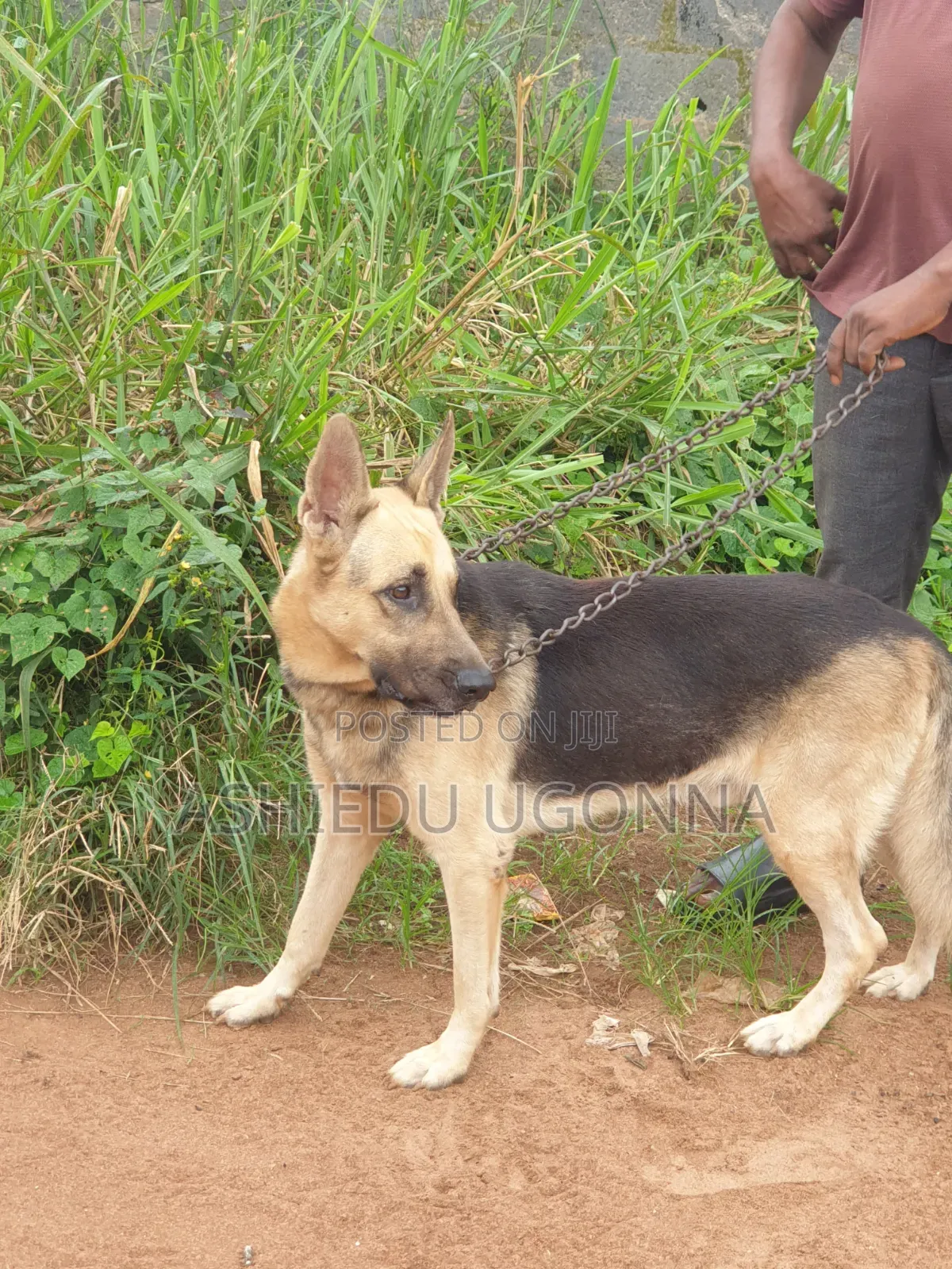 1+ year Male Purebred German Shepherd