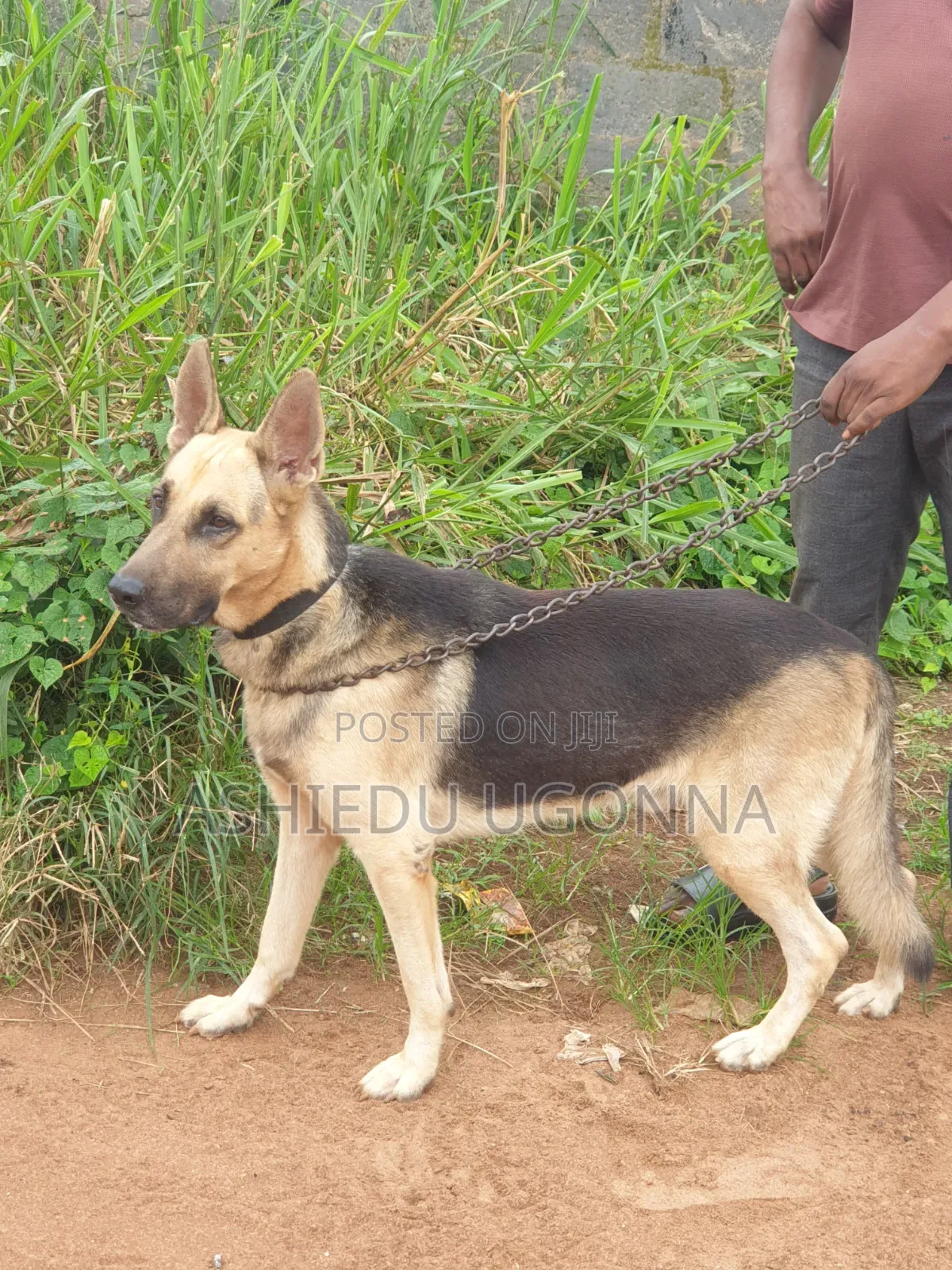 1+ year Male Purebred German Shepherd