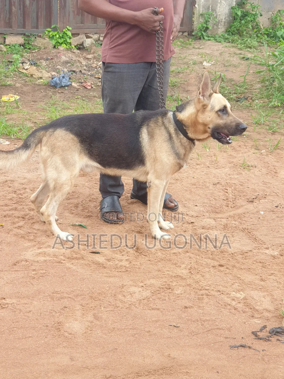 1+ year Male Purebred German Shepherd