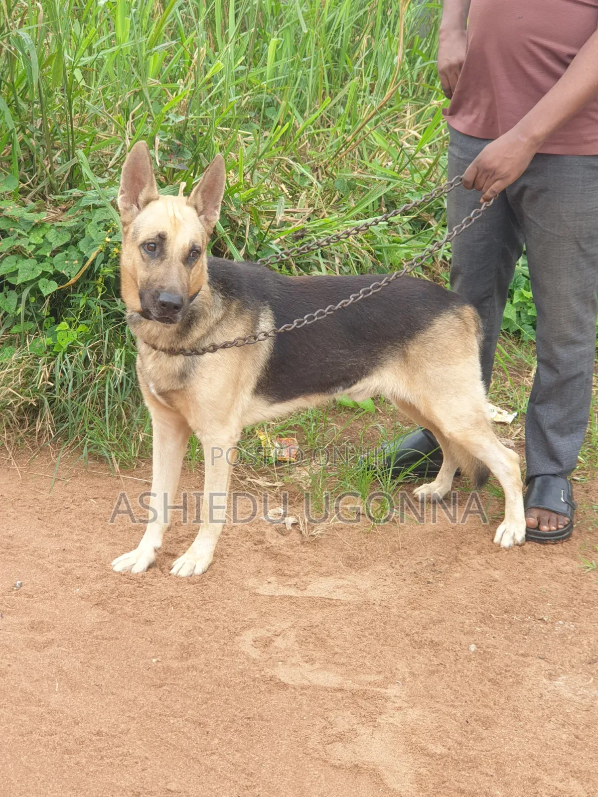 1+ year Male Purebred German Shepherd