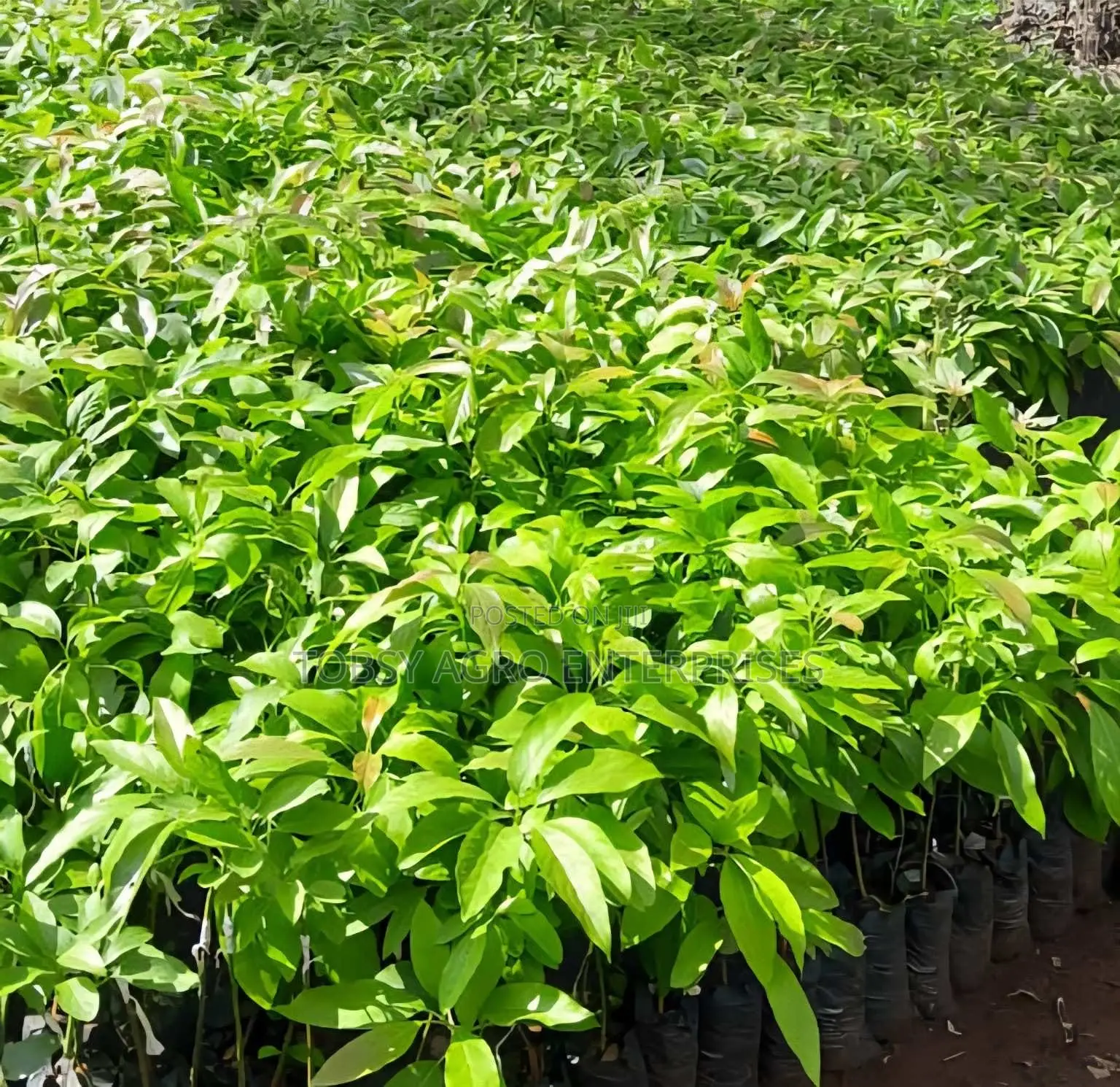 Avocado Seedlings