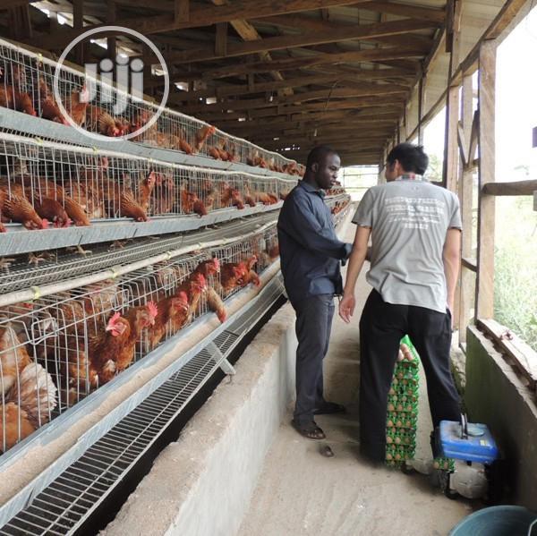 Battery Cage China Factory Poultry Battery Cages
