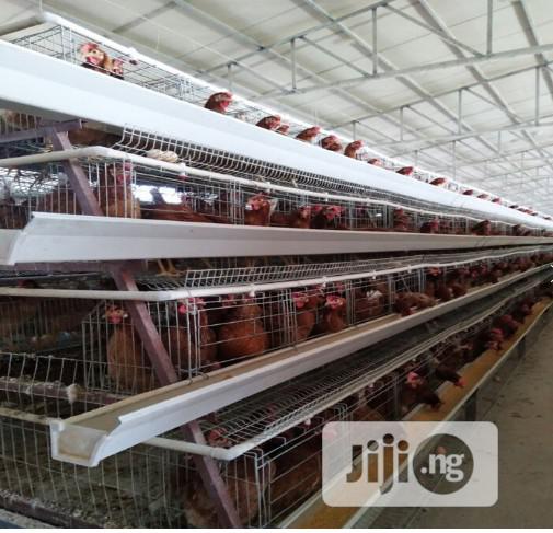 China Factory Battery Cage For Laying Hens