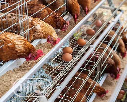 China Factory Battery Cage For Laying Hens