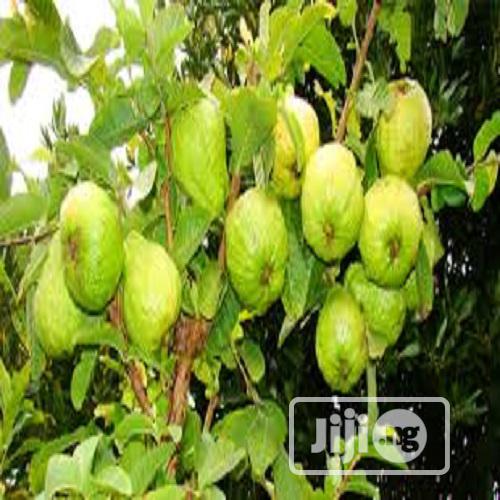 Guava Seeds And Seedling Hybrid