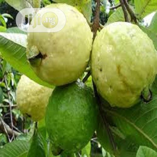 Guava Seeds And Seedling Hybrid