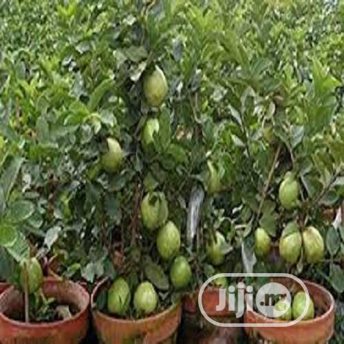 Guava Seeds And Seedling Hybrid