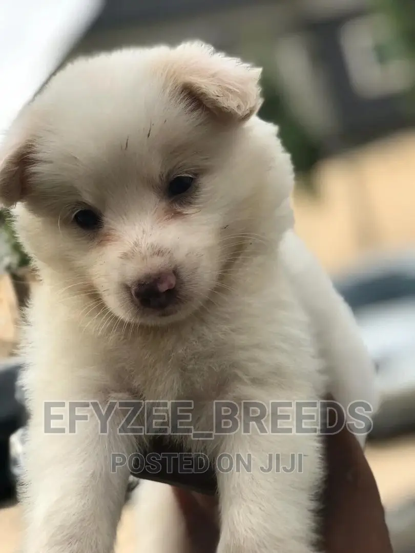 1-3 Month Male Purebred American Eskimo