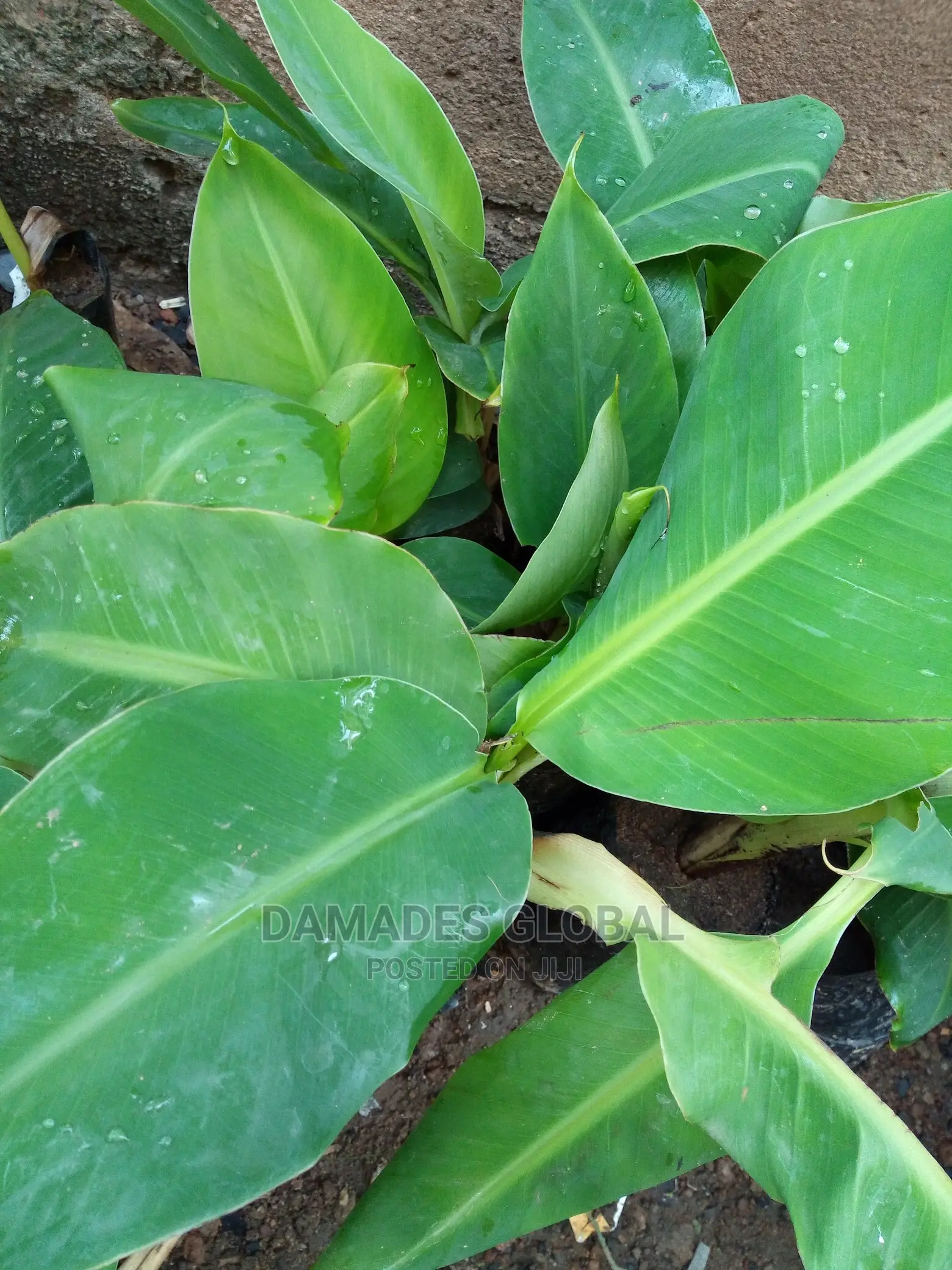 Dwarf Banana Sucker (Carvendish)