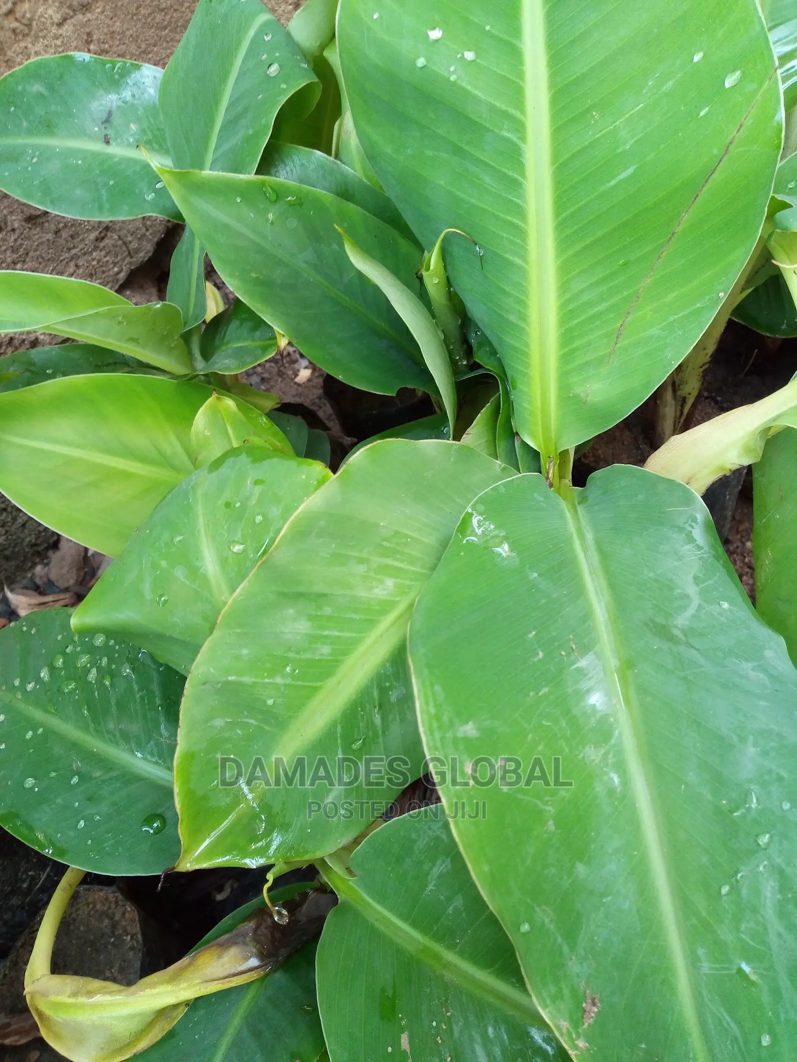 Dwarf Banana Sucker (Carvendish)