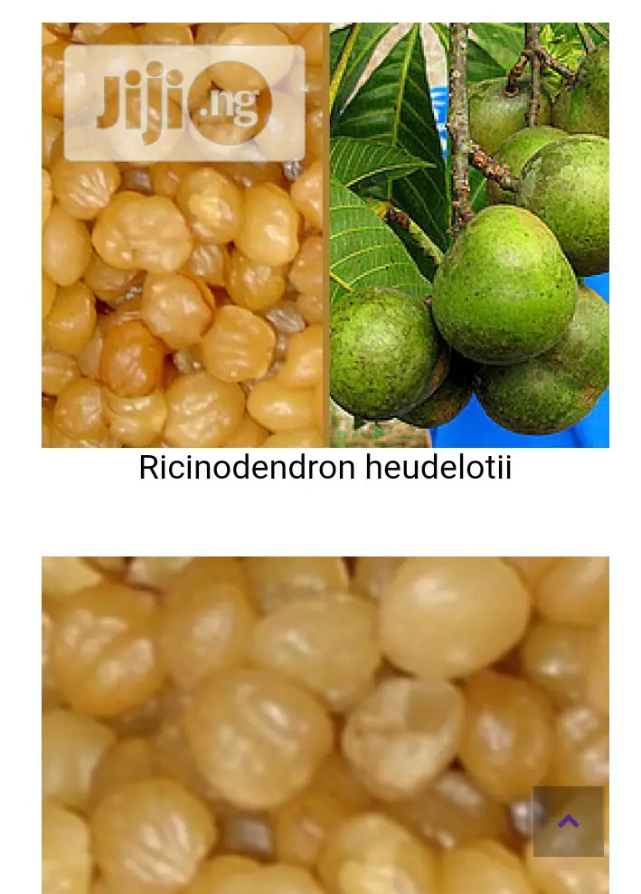 Akpi Seed Natural Enlargement Of Boobs Butt Amd Hips 250g