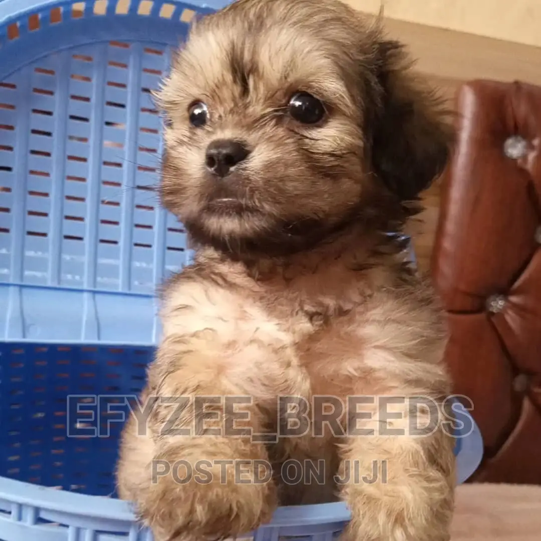 Male Purebred Lhasa Apso