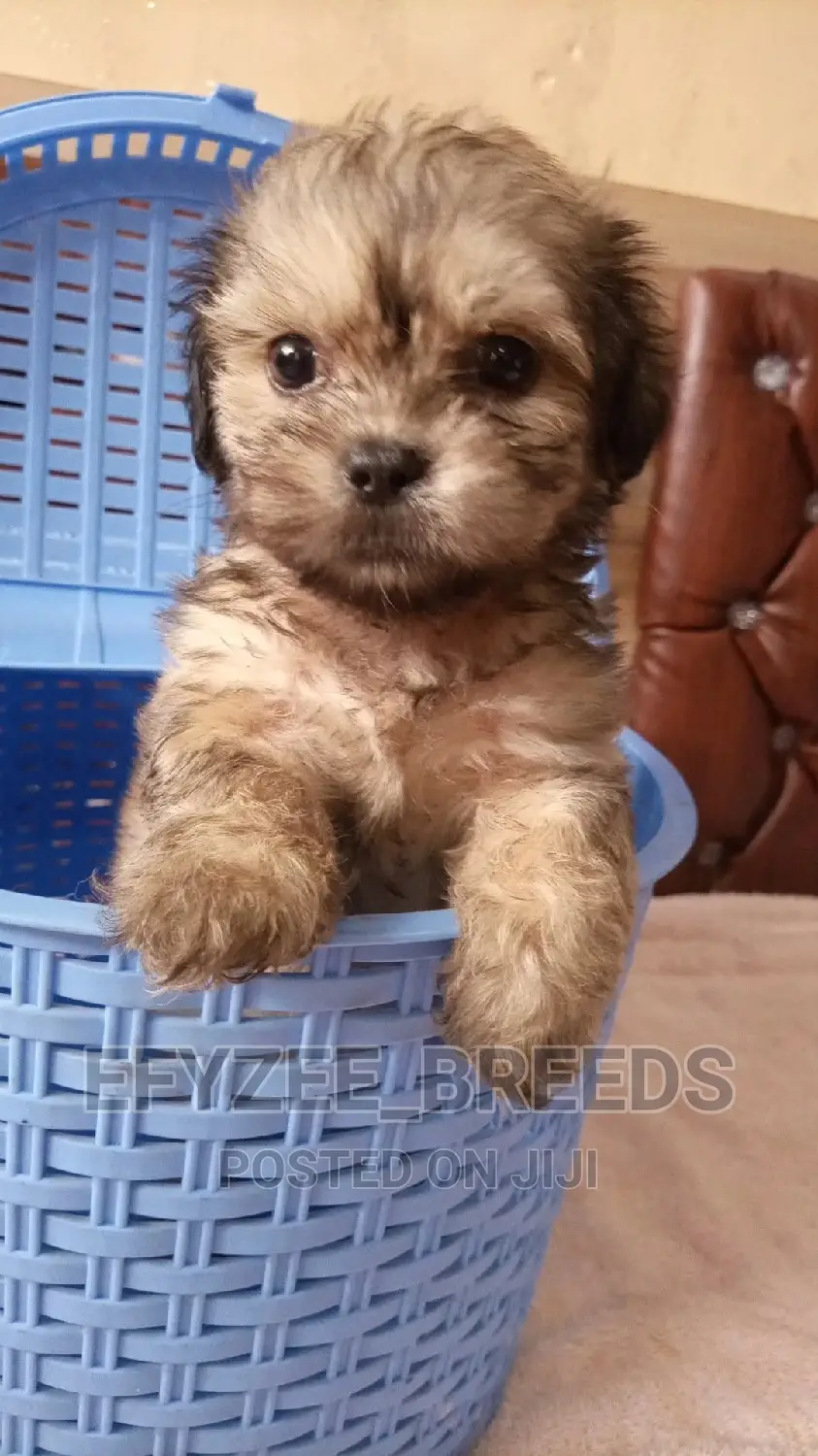 Male Purebred Lhasa Apso