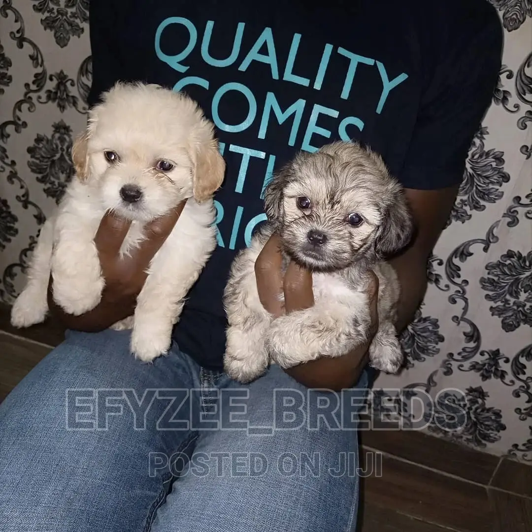 Male Purebred Lhasa Apso