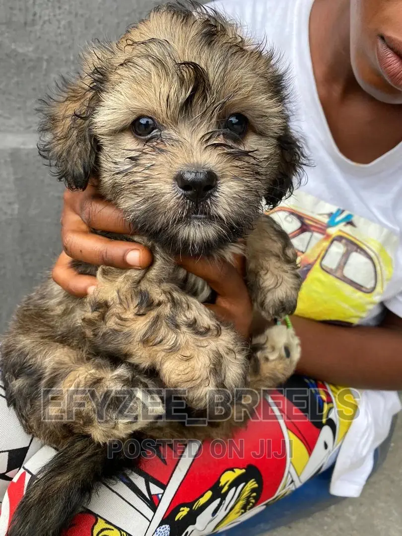 Male Purebred Lhasa Apso