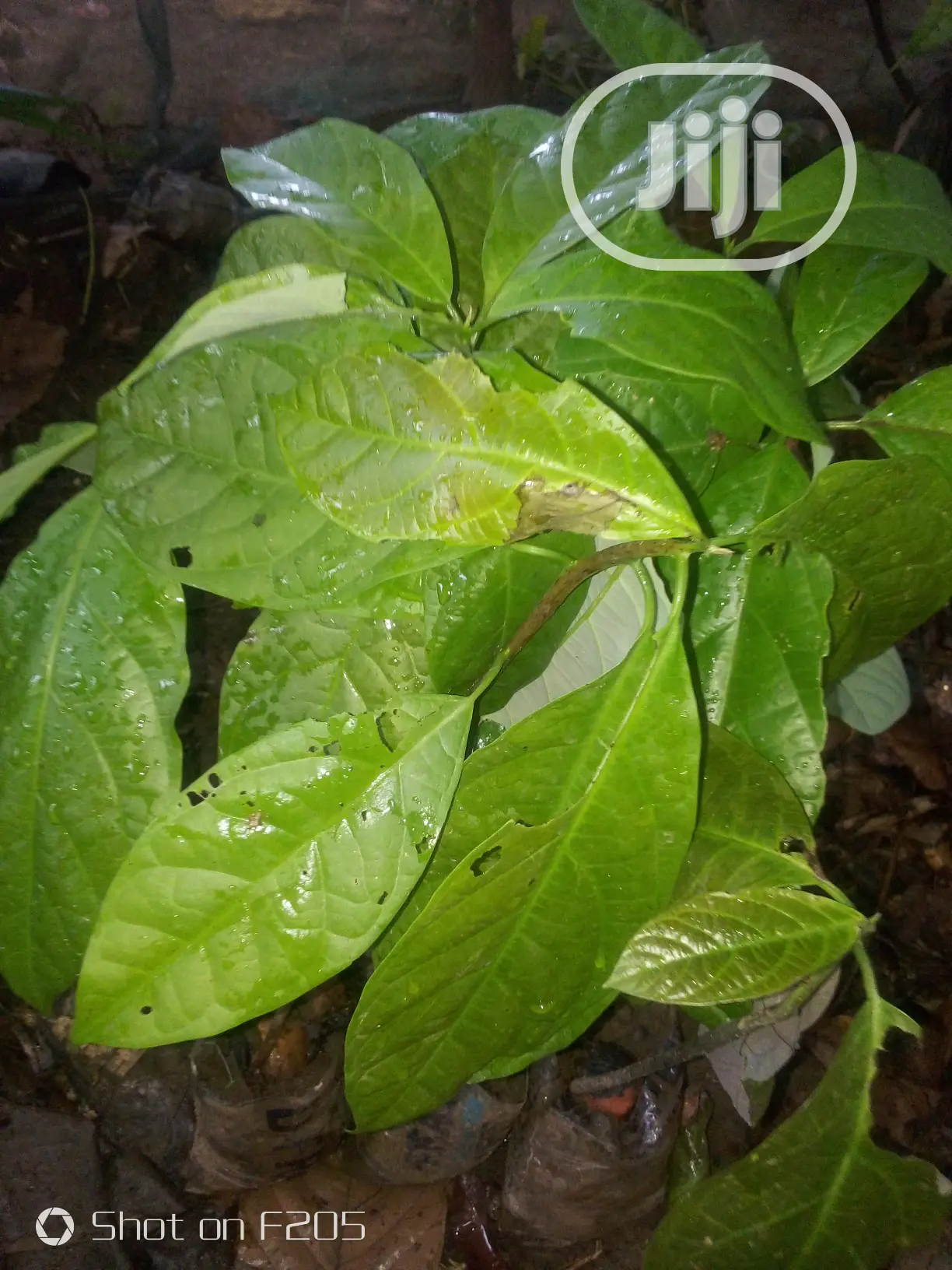 Hybrid Avocado Pear