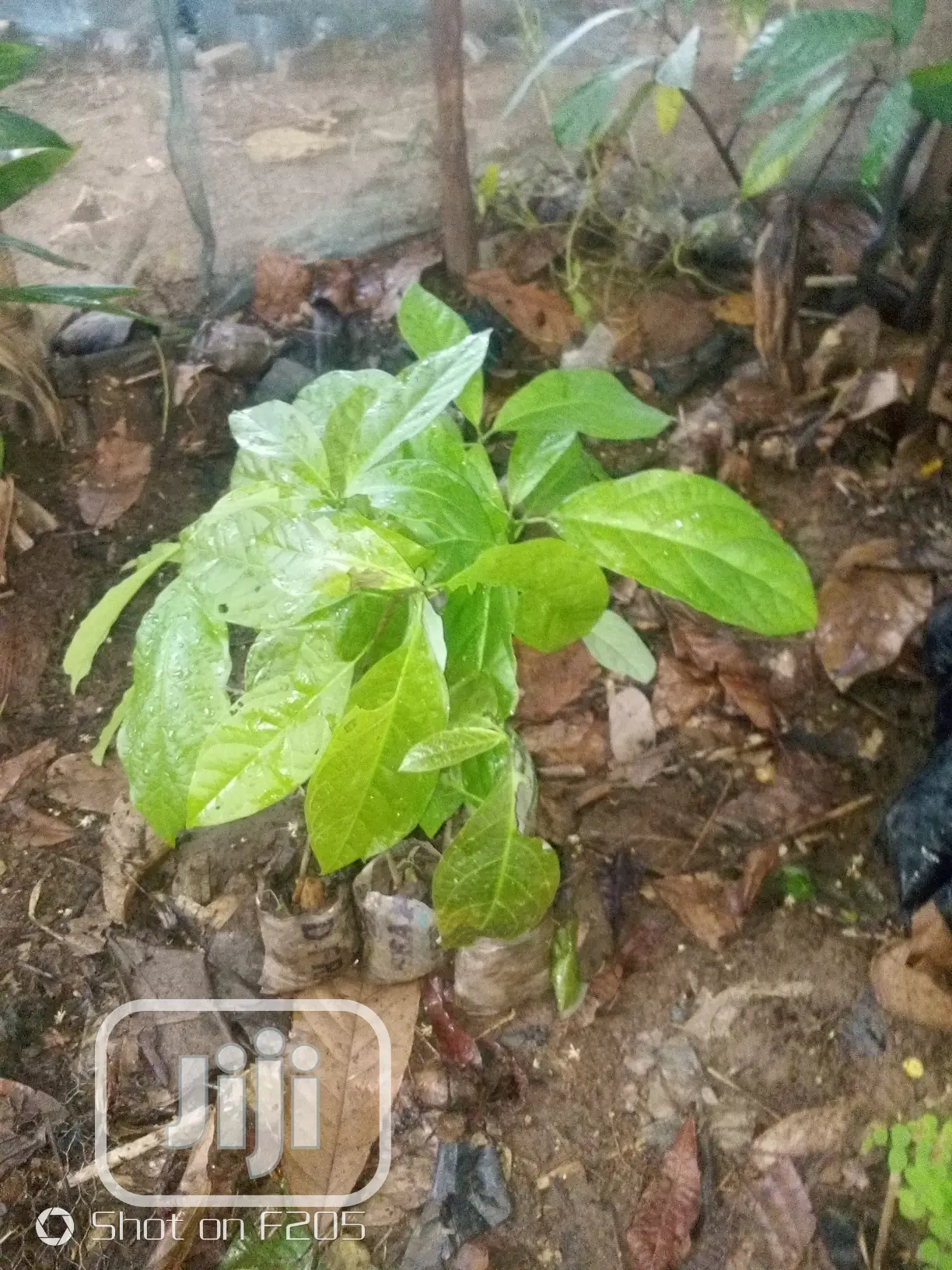 Hybrid Avocado Pear