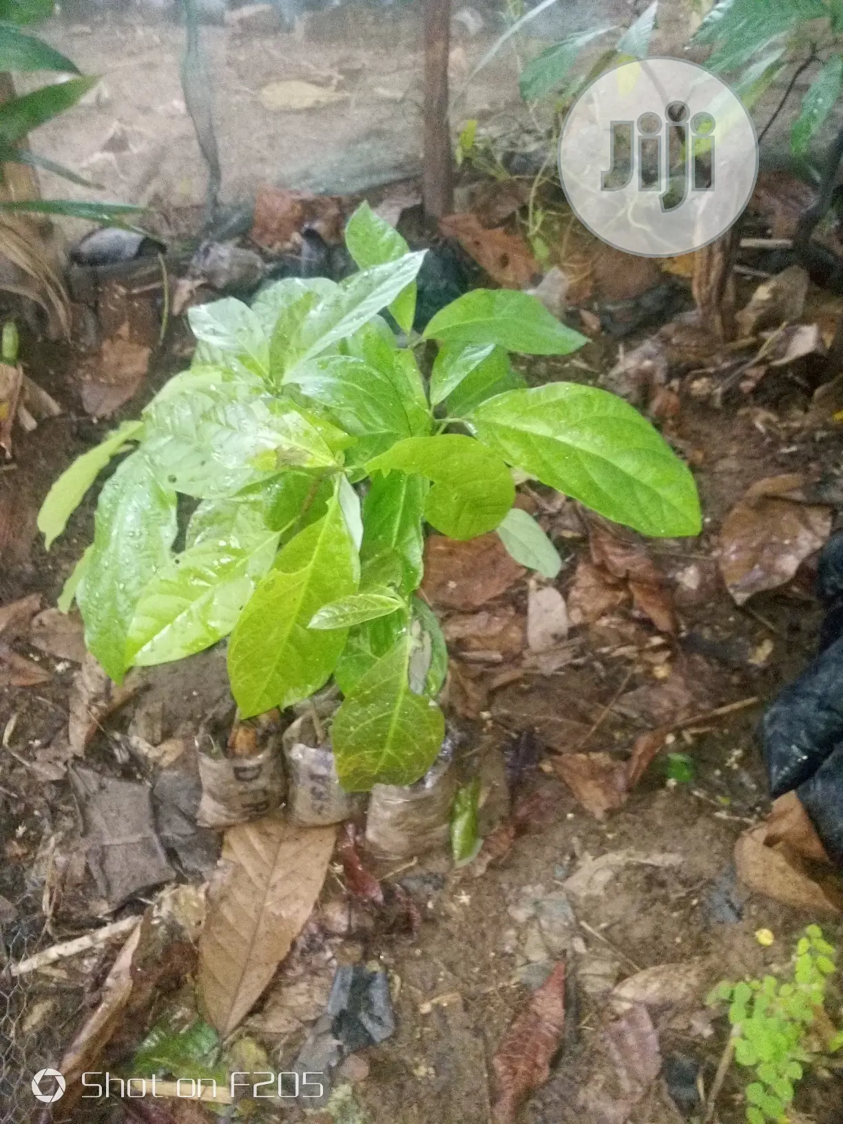 Hybrid Avocado Pear