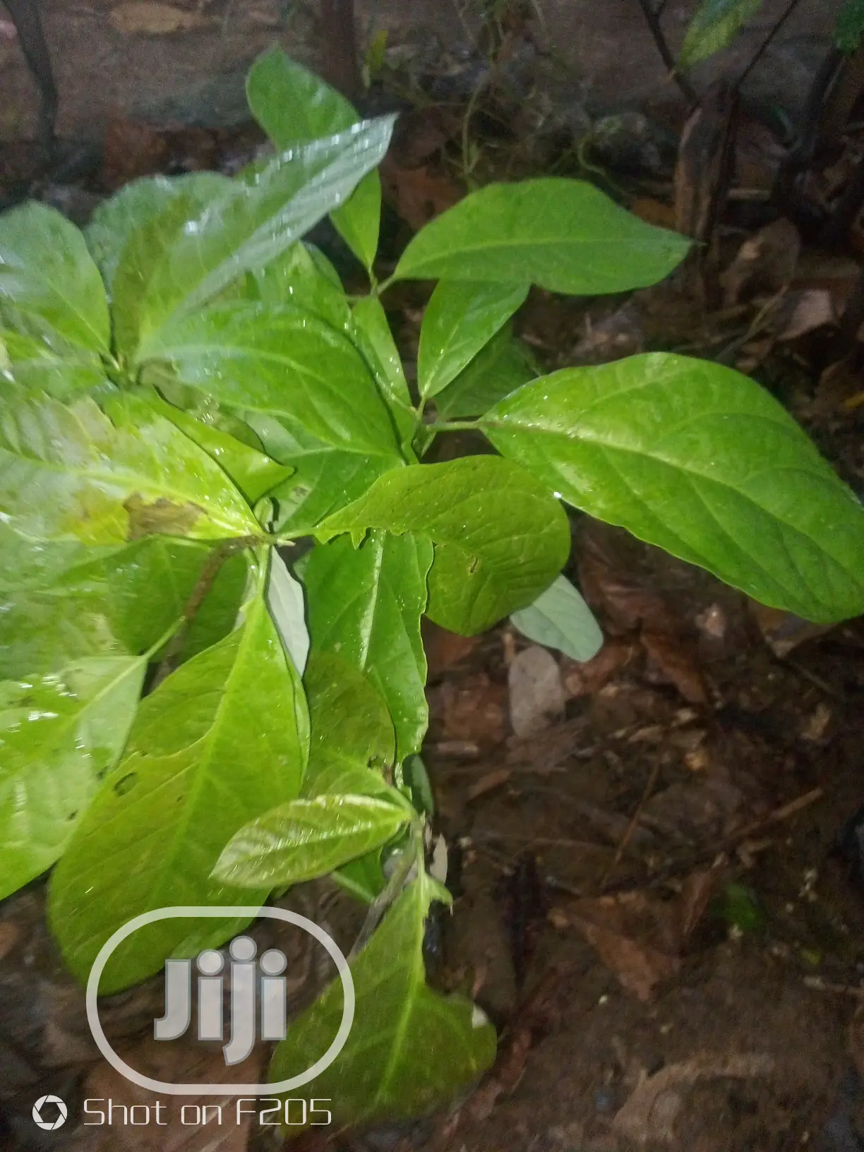 Hybrid Avocado Pear