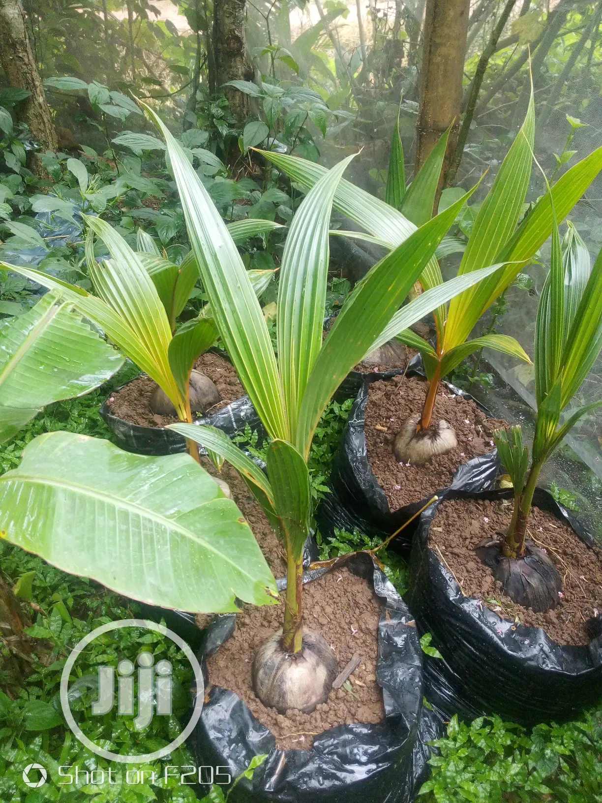 Hybrid Coconut Seedlings