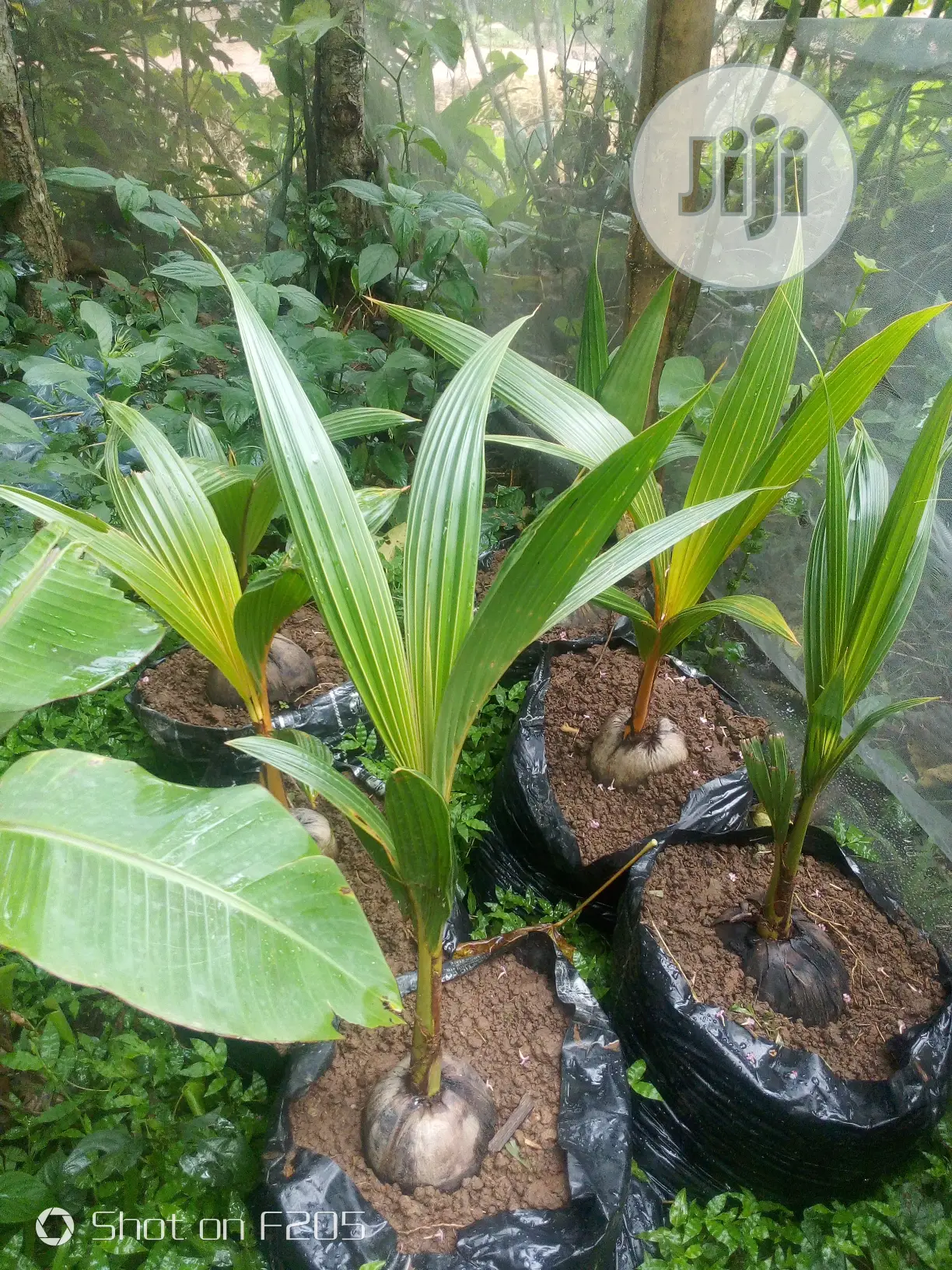 Hybrid Coconut Seedlings