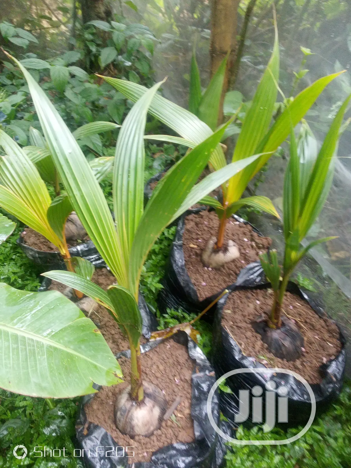 Hybrid Coconut Seedlings