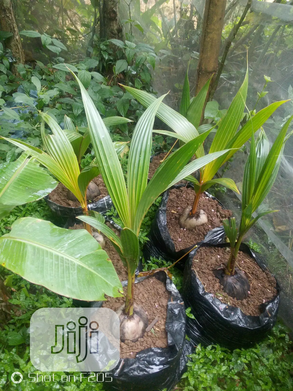 Hybrid Coconut Seedlings