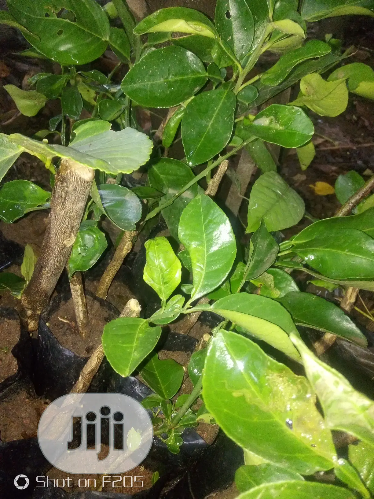 Budded Sweet Orange Seedlings