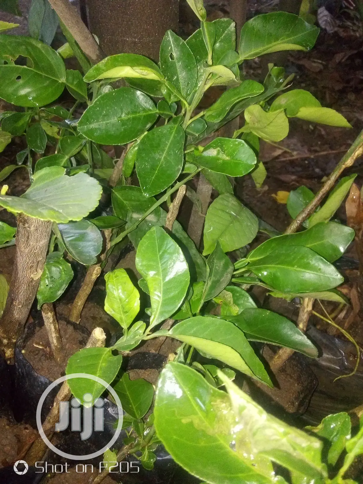 Budded Sweet Orange Seedlings