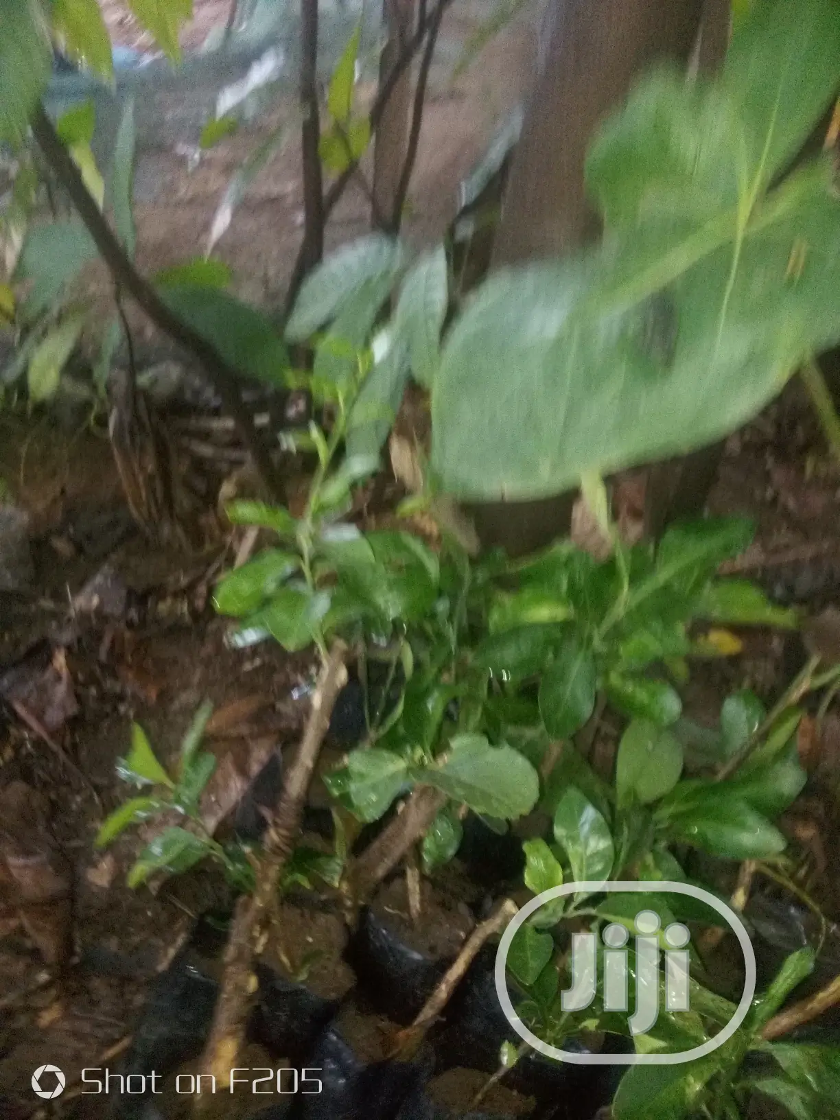 Budded Sweet Orange Seedlings