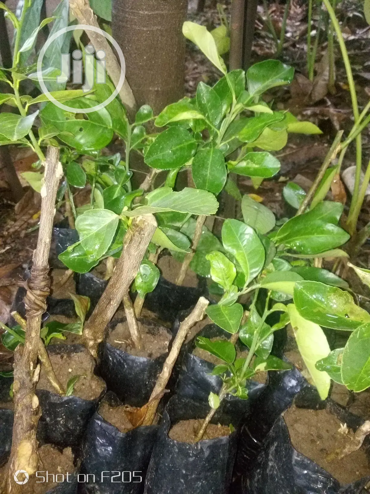 Budded Sweet Orange Seedlings