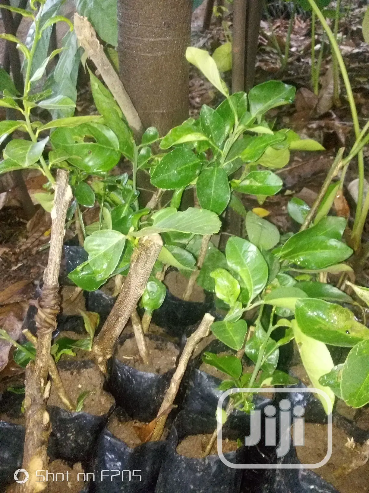 Budded Sweet Orange Seedlings