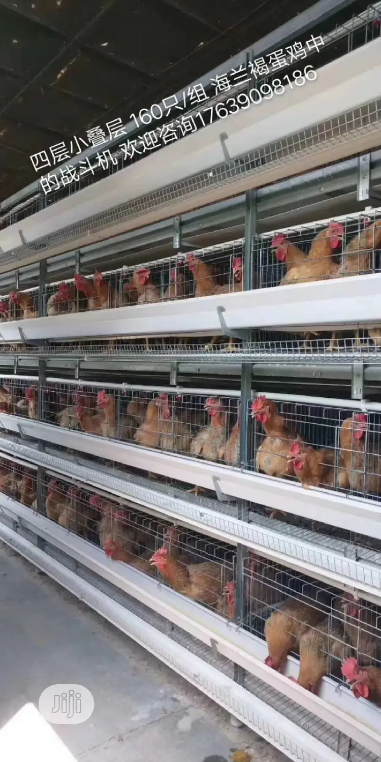 Battery Cage China Factory Poultry Battery Cages