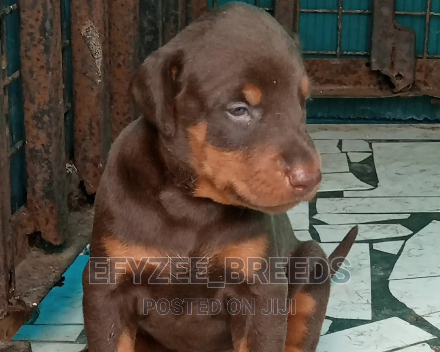 1-3 months Female Purebred Doberman Pinscher