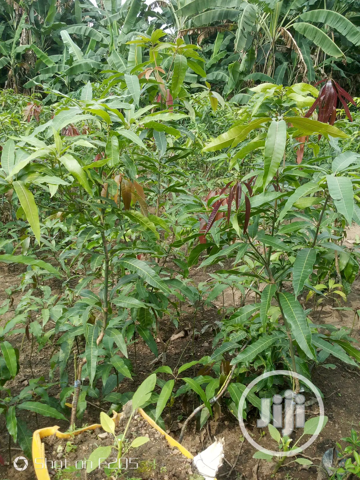 Mango Seedlings