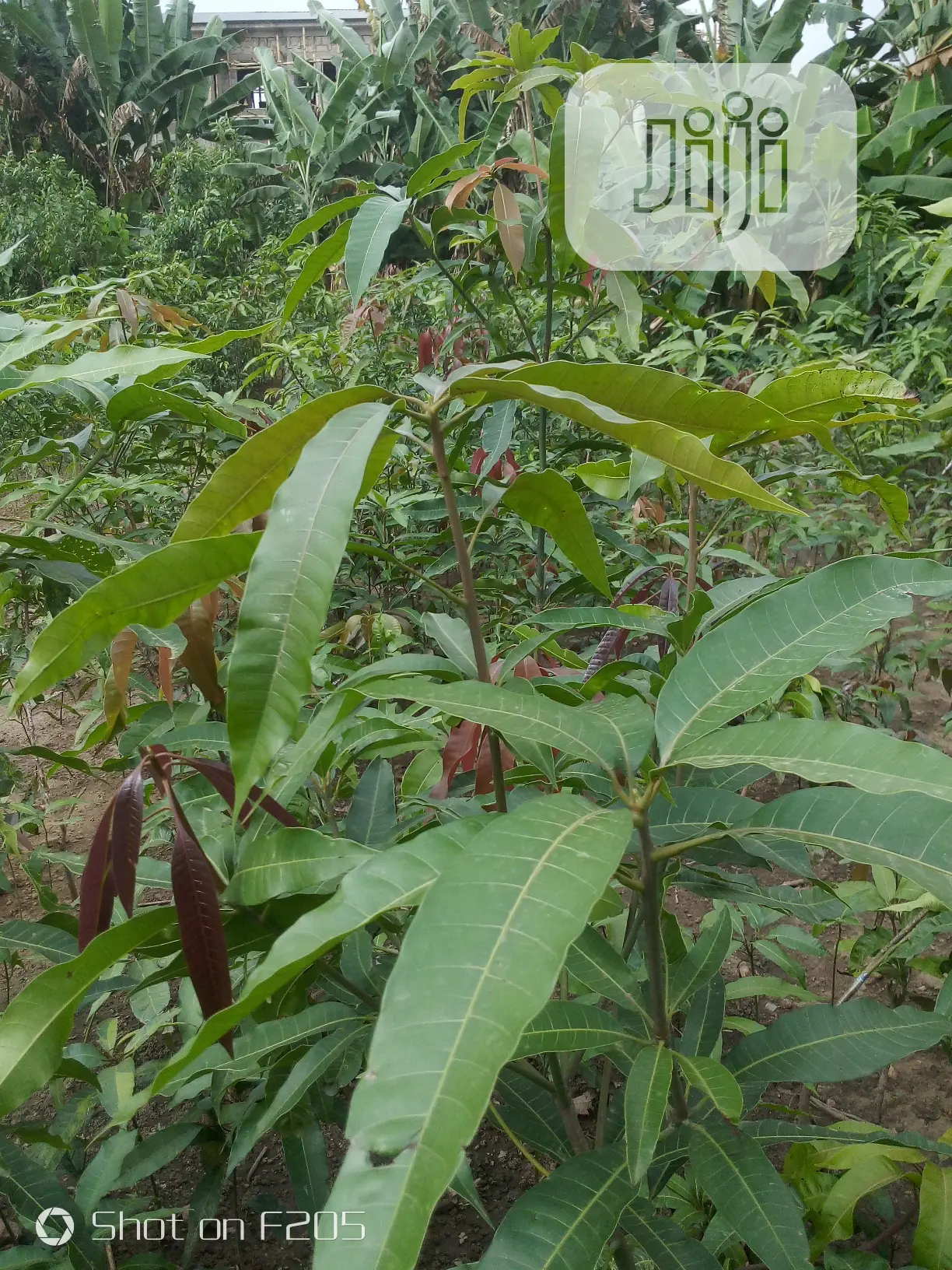Mango Seedlings