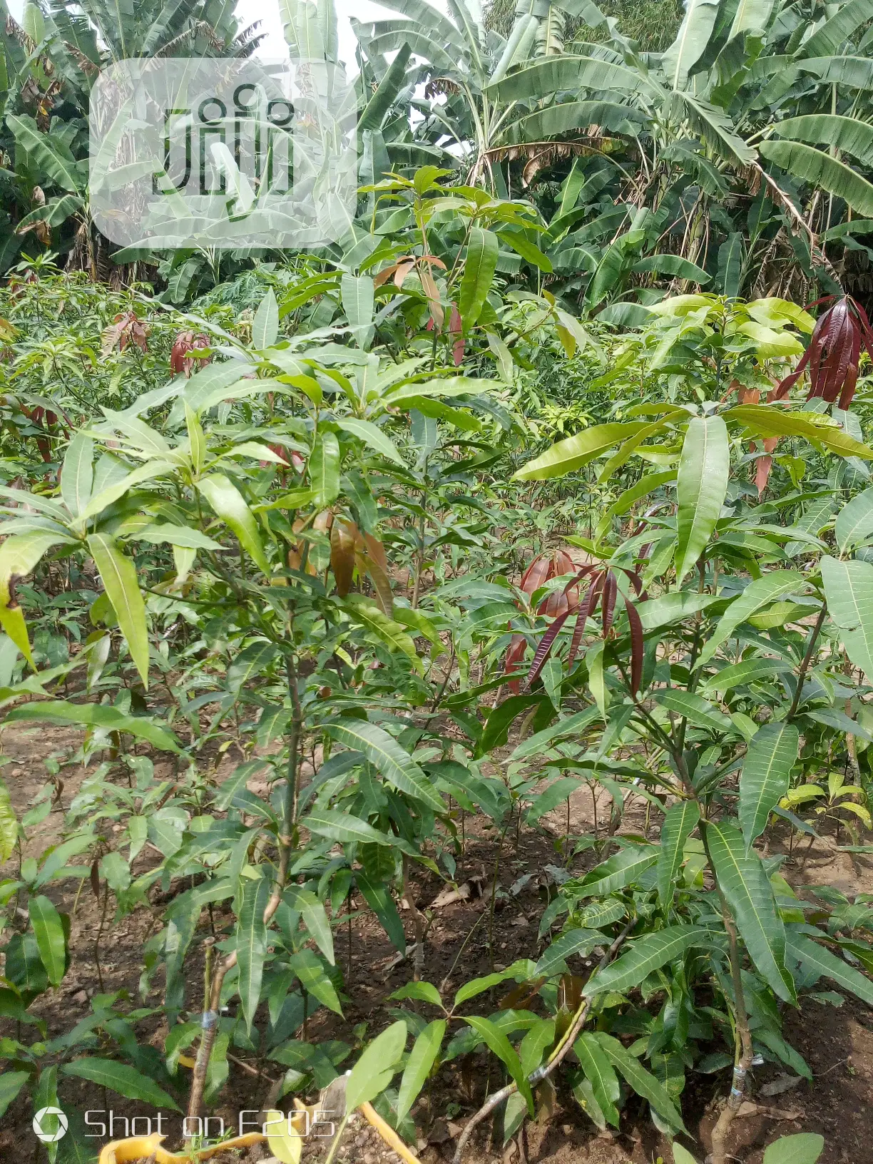 Mango Seedlings